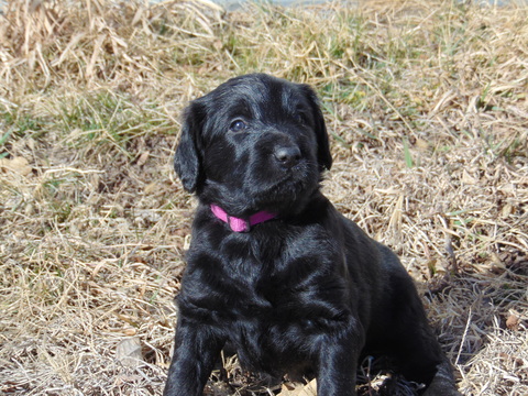 Medium Photo #1 Labradoodle Puppy For Sale in NORTH PLATTE, NE, USA