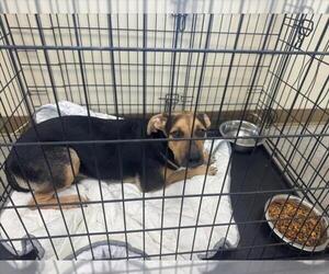 German Shepherd Dog-Unknown Mix Dogs for adoption in Texas City, TX, USA