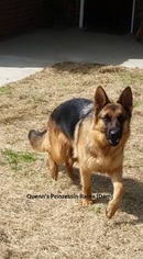 Mother of the German Shepherd Dog puppies born on 09/05/2016
