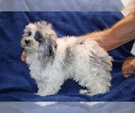Small #1 ShihPoo