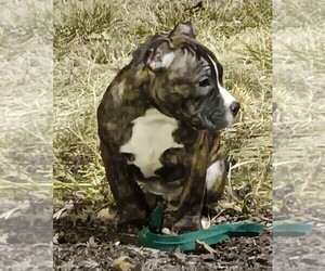 American Bully-American Pit Bull Terrier Mix Litter for sale in AUSTELL, GA, USA