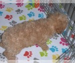 Small Photo #7 Poochon Puppy For Sale in ORO VALLEY, AZ, USA