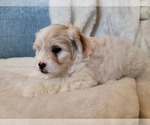 Small #4 Lhasa Apso