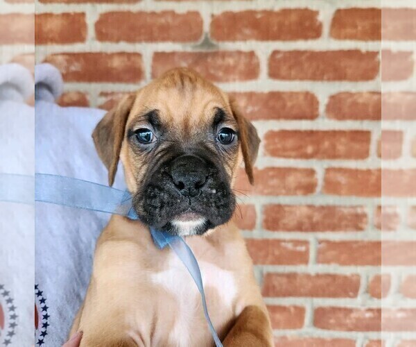 Medium Photo #3 Boxer Puppy For Sale in BRADFORD, OH, USA