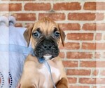 Small Photo #3 Boxer Puppy For Sale in BRADFORD, OH, USA