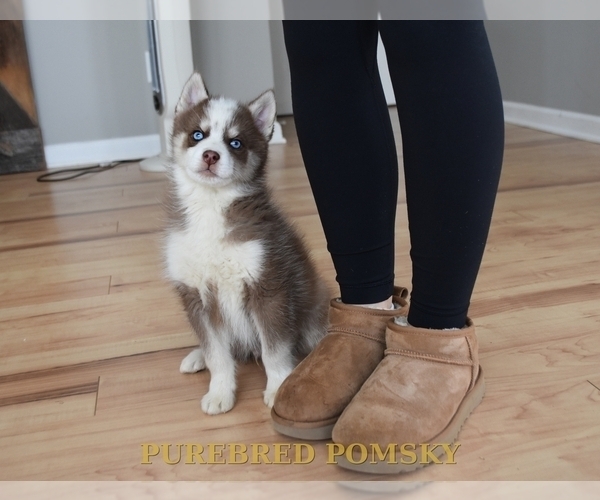 Medium Photo #1 Pomsky Puppy For Sale in KANSAS CITY, MO, USA