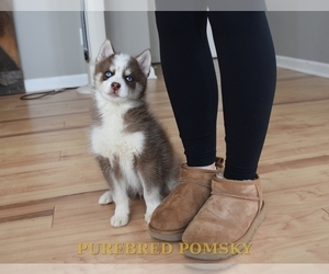 Pomsky Puppy for sale in KANSAS CITY, MO, USA