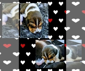 Beagle Puppy for sale in TRAIL, OR, USA