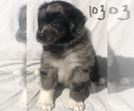 Small Photo #29 Australian Shepherd Puppy For Sale in SUNNYVALE, CA, USA