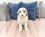 Puppy Clarabelle Sheepadoodle