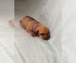 Small #5 Rhodesian Ridgeback