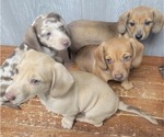Small Photo #5 Dachshund Puppy For Sale in GOSHEN, AL, USA