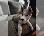 Small Photo #5 Siberian Husky Puppy For Sale in BAY CITY, MI, USA