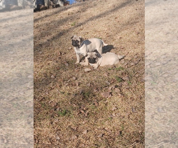 Medium Photo #4 Pug Puppy For Sale in EDGAR, WI, USA