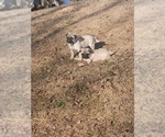 Small #3 Pug