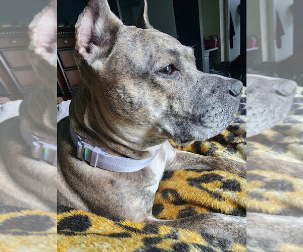 Medium Photo #39 American Pit Bull Terrier-American Staffordshire Terrier Mix Puppy For Sale in Wenonah, NJ, USA