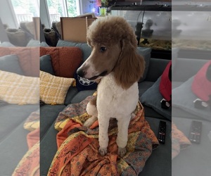 Father of the Goldendoodle puppies born on 09/07/2025