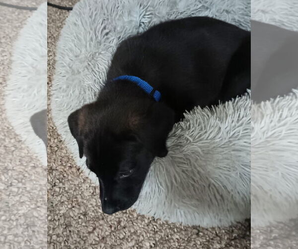 Medium Photo #3 Labrador Retriever-Unknown Mix Puppy For Sale in New London, WI, USA