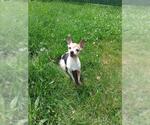 Small Chihuahua