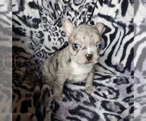 French Bulldog Puppy for sale in SAN DIEGO, CA, USA