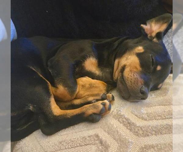 Medium Photo #2 Doxie-Pin Puppy For Sale in Los Angeles, CA, USA