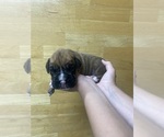 Puppy Theodore Boxer