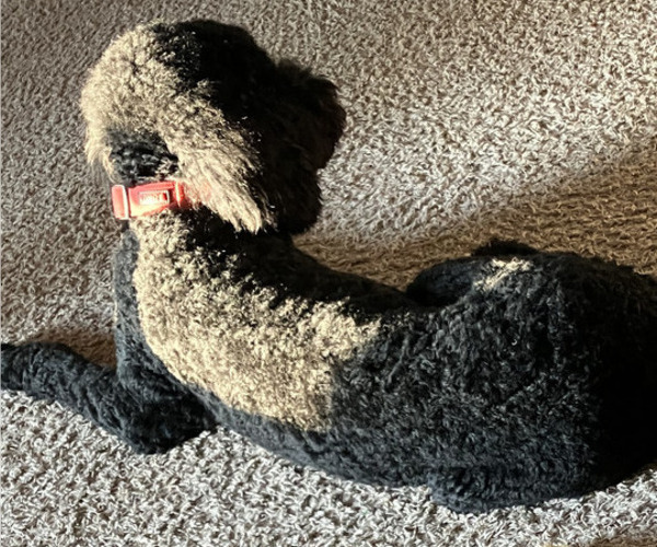 Medium Photo #1 Goldendoodle Puppy For Sale in MIDLAND, TX, USA