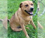 Small #3 Labrador Retriever Mix