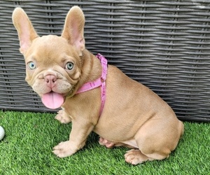 French Bulldog Puppy for sale in LAS VEGAS, NV, USA