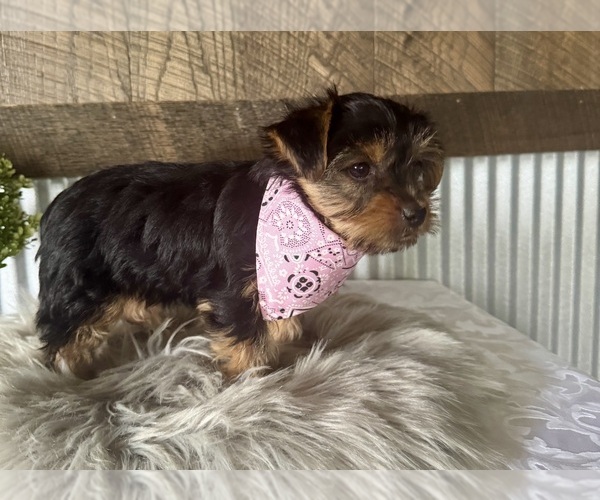 Medium Photo #8 Yorkshire Terrier Puppy For Sale in NAPPANEE, IN, USA