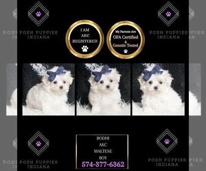Maltese Puppy for sale in WARSAW, IN, USA