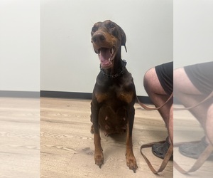 Mother of the Doberman Pinscher puppies born on 06/18/2026