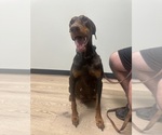 Small Photo #1 Doberman Pinscher Puppy For Sale in DALLAS, TX, USA