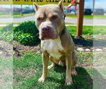Small #1 American Pit Bull Terrier