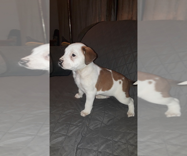 Medium Photo #2 Australian Shepherd-Beagle Mix Puppy For Sale in BELEN, NM, USA