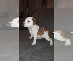 Small Photo #2 Australian Shepherd-Beagle Mix Puppy For Sale in BELEN, NM, USA
