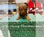 Small Photo #4 Goldendoodle Puppy For Sale in LEESBURG, GA, USA