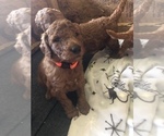 Small Photo #4 Poodle (Standard) Puppy For Sale in VICTOR, NY, USA