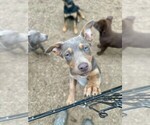 Small #4 Australian Kelpie