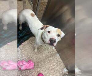 Mutt Dogs for adoption in Martinsburg, WV, USA