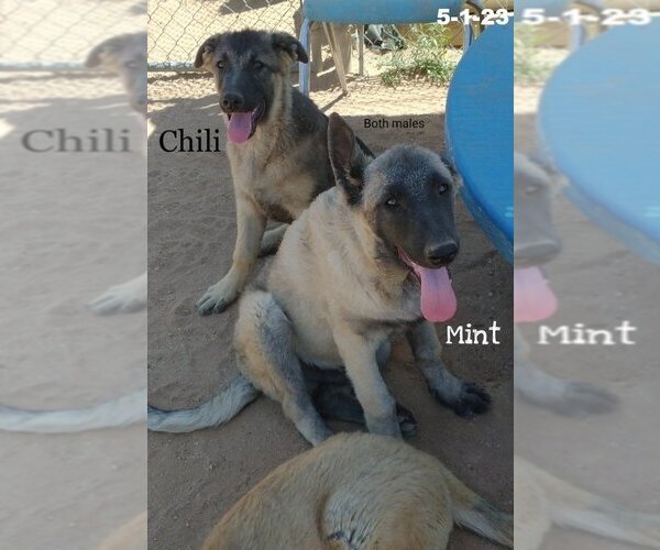 Medium Photo #12 German Shepherd Dog-Unknown Mix Puppy For Sale in Apple Valley, CA, USA