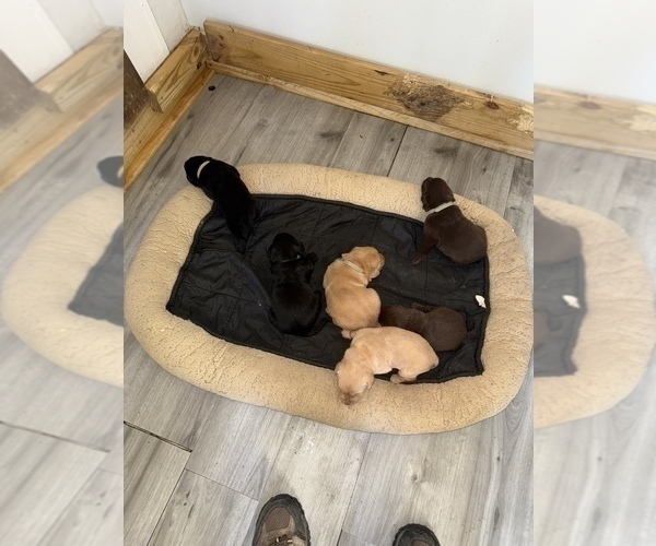 Medium Photo #23 Labrador Retriever Puppy For Sale in CLINTWOOD, VA, USA