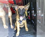 Small #5 German Shepherd Dog Mix