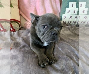 French Bulldog Puppy for sale in JOHNS ISLAND, SC, USA