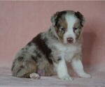 Small Photo #4 Australian Shepherd Puppy For Sale in FREDERICKSBG, OH, USA