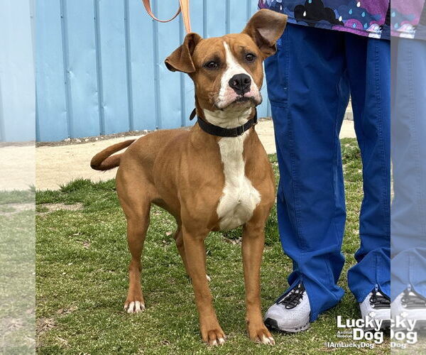 Medium Photo #3 Boxador Puppy For Sale in Washington, DC, USA