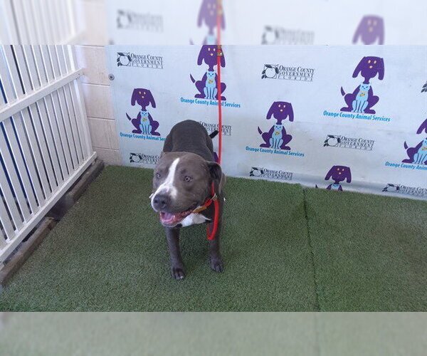 Medium Photo #1 Mutt Puppy For Sale in Orlando, FL, USA