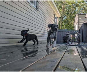 Great Dane Puppy for sale in WALNUT GROVE, MO, USA
