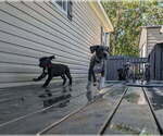 Image preview for Ad Listing. Nickname: Litter of 6