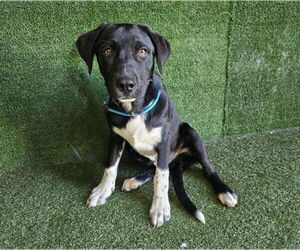 Labrador Retriever-Unknown Mix Dogs for adoption in San Diego, CA, USA